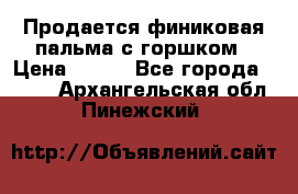 Продается финиковая пальма с горшком › Цена ­ 600 - Все города  »    . Архангельская обл.,Пинежский 